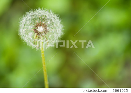 dandelion flower on a green background 5661925