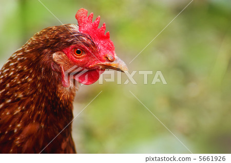 head of chicken brown on a background of green 5661926