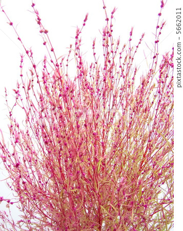 Kokia with red color Kokia with red color 5662011