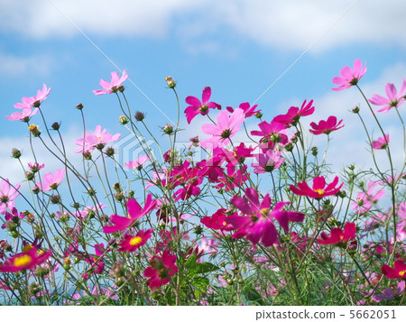 Cosmos and blue sky 5662051