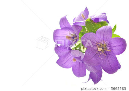 中國桔梗 5662583