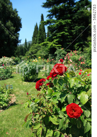 Roses In Park Roses In Park 5662783