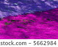 From the flower pattern of Rishan Park "Shiba Sakura no Hill" (Chichibu city) 5662984