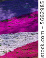From the flower pattern of Rishan Park "Shiba Sakura no Hill" (Chichibu city) 5662985