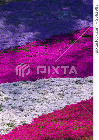 From the flower pattern of Rishan Park "Shiba Sakura no Hill" (Chichibu city) From the flower pattern of Rishan Park "Shiba Sakura no Hill" (Chichibu city) 5662985