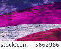 From the flower pattern of Rishan Park "Shiba Sakura no Hill" (Chichibu city) 5662986