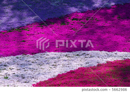 From the flower pattern of Rishan Park "Shiba Sakura no Hill" (Chichibu city) From the flower pattern of Rishan Park "Shiba Sakura no Hill" (Chichibu city) 5662986