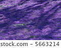 From the flower pattern of Rishan Park "Shiba Sakura no Hill" (Chichibu city) 5663214