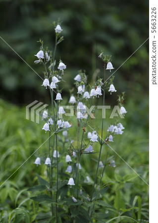 Tuliganinjin Tuliganinjin 5663226