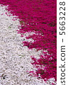 From the flower pattern of Rishan Park "Shiba Sakura no Hill" (Chichibu city) 5663228