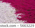 From the flower pattern of Rishan Park "Shiba Sakura no Hill" (Chichibu city) 5663229