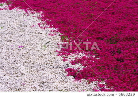 從日山公園的“Shiba Sakura no Hill”（秩父市）的花卉圖案 5663229