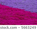 From the flower pattern of Rishan Park "Shiba Sakura no Hill" (Chichibu city) 5663249