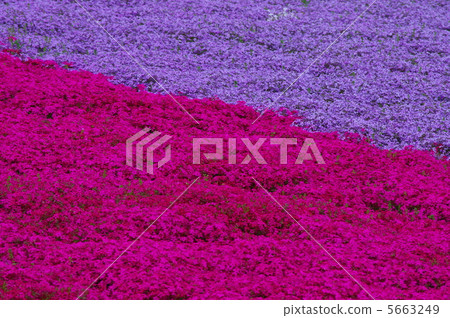 From the flower pattern of Rishan Park "Shiba Sakura no Hill" (Chichibu city) From the flower pattern of Rishan Park "Shiba Sakura no Hill" (Chichibu city) 5663249