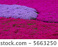 From the flower pattern of Rishan Park "Shiba Sakura no Hill" (Chichibu city) 5663250