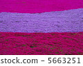 From the flower pattern of Rishan Park "Shiba Sakura no Hill" (Chichibu city) 5663251