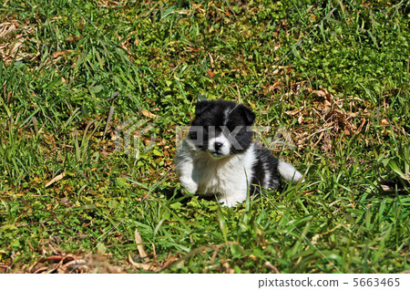 A puppy 5663465