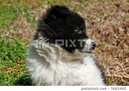 一隻小狗 5663468