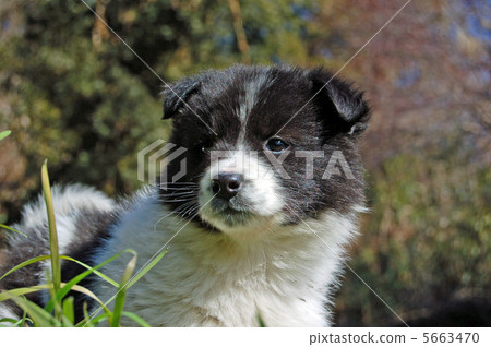 一隻小狗 5663470