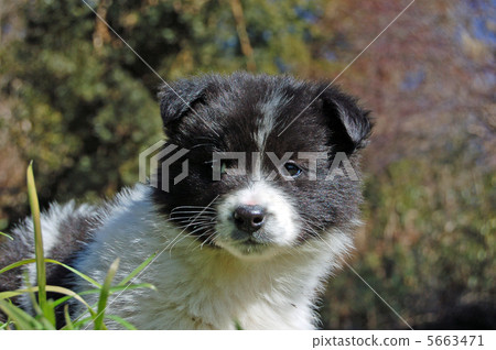 一隻小狗 一隻小狗 5663471