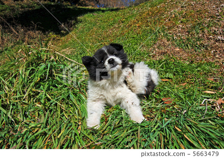 A puppy 5663479