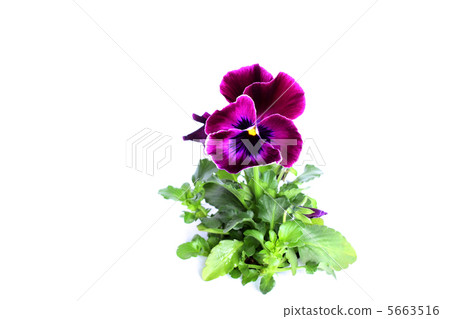 三色堇（紫色） 5663516