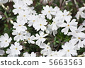 At Rishan Park "Shiba Sakura no Hill" (Chichibu City) 5663563