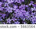At Rishan Park "Shiba Sakura no Hill" (Chichibu City) 5663564