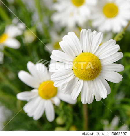 Wild chamomile with reflection in water. Wild chamomile with reflection in water. 5663597