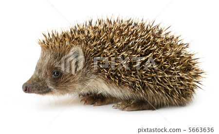 hedgehog isolated 5663636