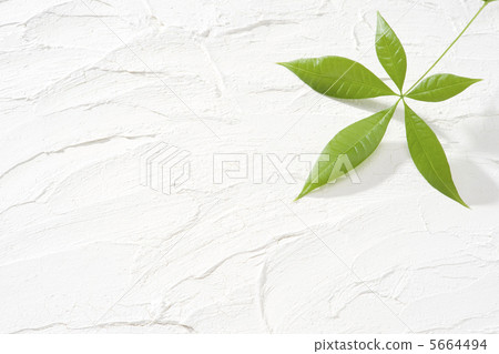 Pakira和白牆 5664494