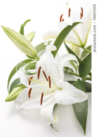 卡薩布蘭卡 卡薩布蘭卡 5664509