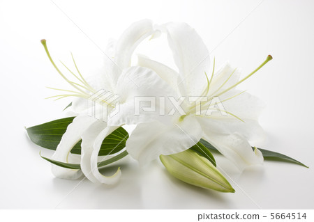 卡薩布蘭卡 卡薩布蘭卡 5664514