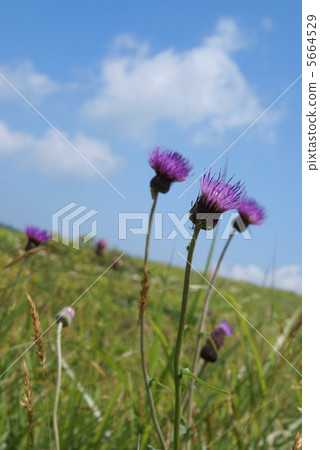 薊 5664529