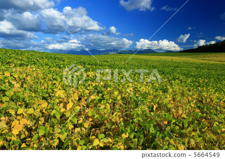 Tokachidake山和紅豆領域 5664549