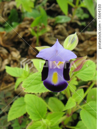 類似紫羅蘭的小花朵將陸續開花 類似紫羅蘭的小花朵將陸續開花 5664580