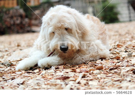 Golden Dooodle Golden Dooodle 5664628
