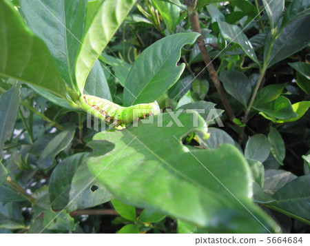 Larva 5664684