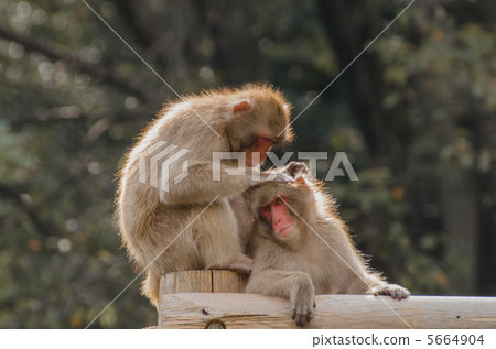 Hairdressing Japanese macaque Hairdressing Japanese macaque 5664904