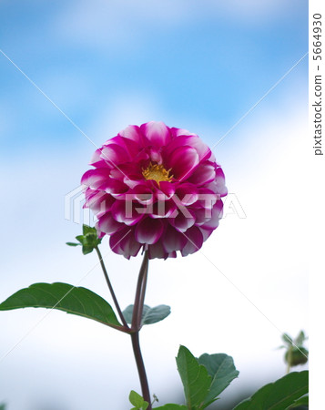 Dahlia 5664930