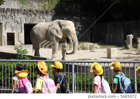 Elephant and elementary school student Elephant and elementary school student 5665072