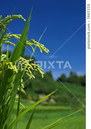 Rice field Rice field 5665359