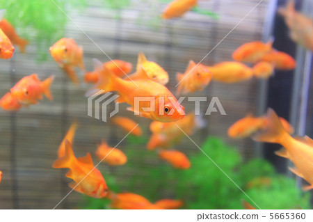 金魚 水族館 水箱 5665360