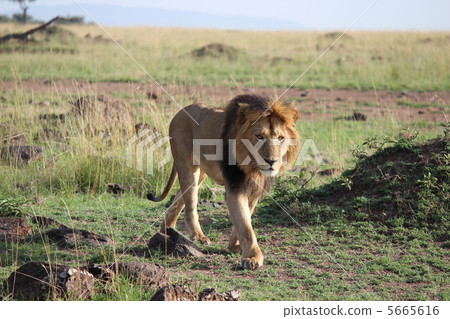 肯尼亞馬賽馬拉冠軍獅子 肯尼亞馬賽馬拉冠軍獅子 5665616
