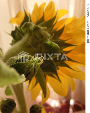 Rear of sunflower Rear of sunflower 5665697