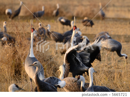 Evening crane 5665721