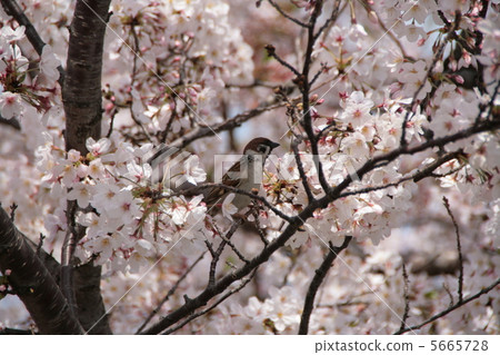 Sparrow [spring] 5665728