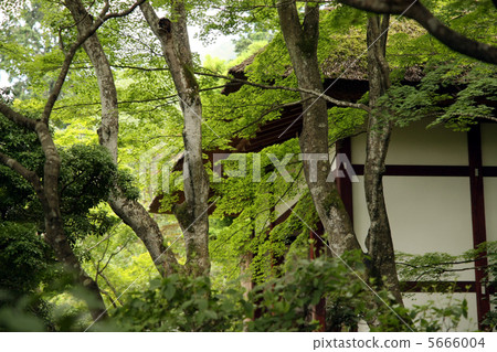 Jojunkoji Nibaon 5666004