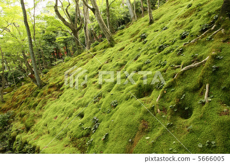 Jotokoji Temple 5666005