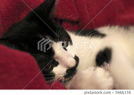 A cat wrapped in a blanket 5666130